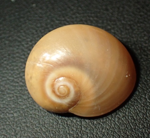 Neverita josephinia