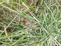 Thryonomys swinderianus