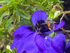 Bombus terrestris audax