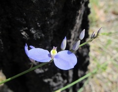 Comesperma defoliatum