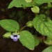 Torenia indica - Photo (c) Shiwalee Samant, algunos derechos reservados (CC BY-NC), subido por Shiwalee Samant