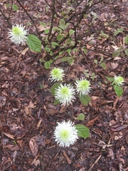 Fothergilla