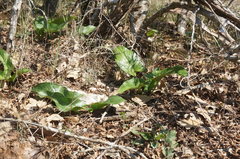 Arum elongatum