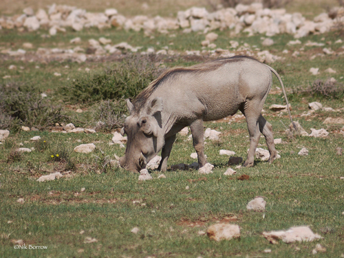 Somali Warthog