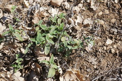 Salvia tomentosa
