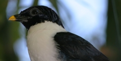 White-Necked Myna photo 3