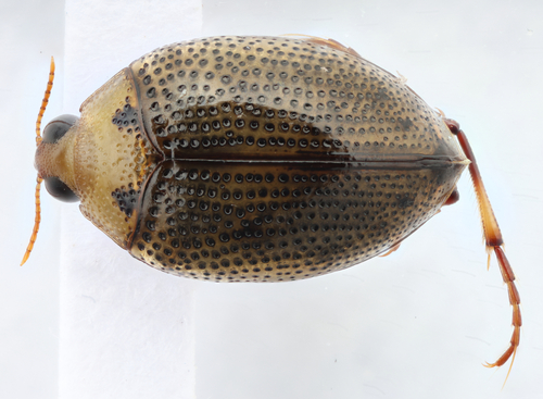 Peltodytes simplex