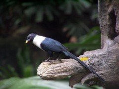 White-Necked Myna photo 2