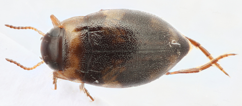 Neoclypeodytes cinctellus