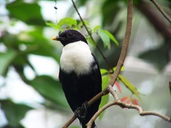 White-Necked Myna photo 4