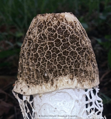 bridal veil stinkhorn
