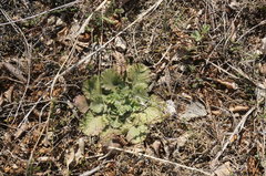 Scabiosa praemontana