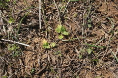 Ranunculus oxyspermus