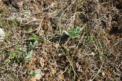 Euphorbia glareosa