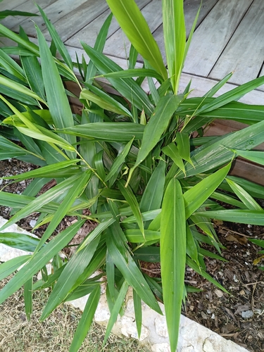 Zingiber officinale observed 2026-05-07