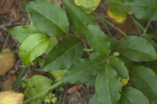 Elaeagnus multiflora iNat (3)
