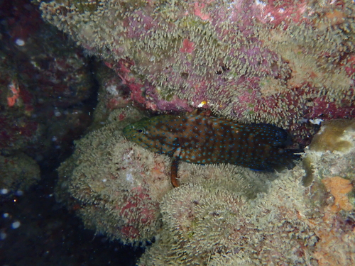 Cephalopholis cyanostigma