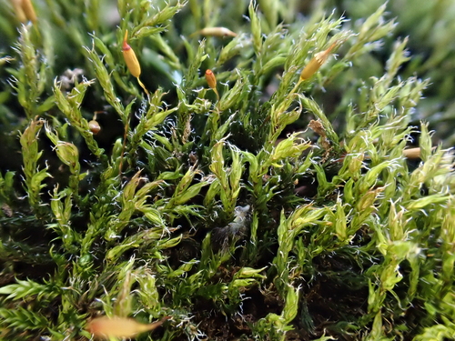 Bucklandiella affinis, 2026-04-24