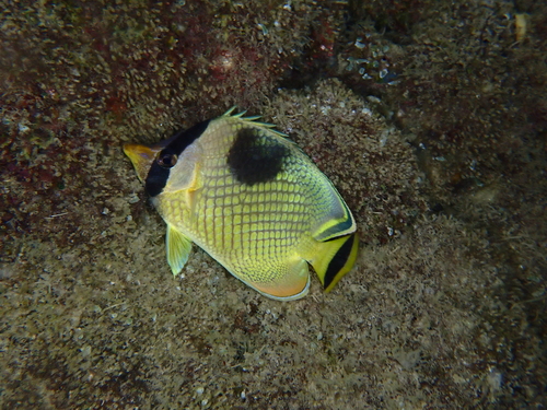 Chaetodon rafflesii