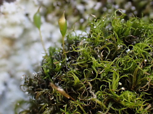 Cynodontium polycarpon observed 2026-04-24