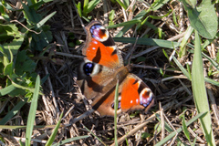 Aglais io