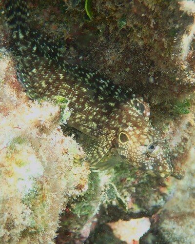 Labrisomus nuchipinnis