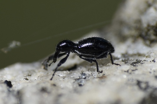 Myrmex myrmex photo 2