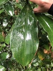 Costus woodsonii