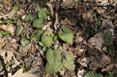 Viola alba dehnhardtii