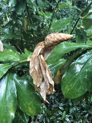 Costus woodsonii