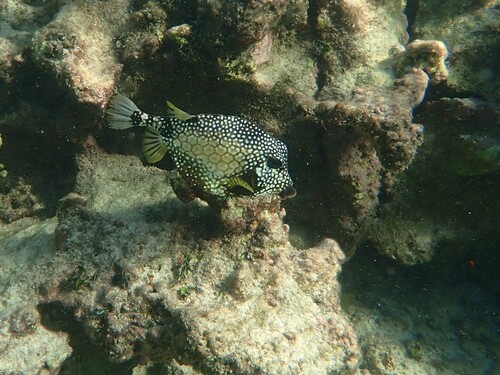 Lactophrys triqueter
