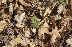 Geranium asphodeloides