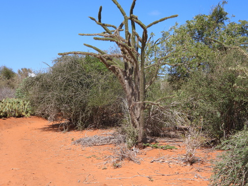 Didierea trollii, photograph 4