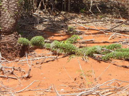 Didierea trollii, photograph 5