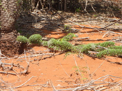 Didierea trollii, photograph (c) amantedarmanin, some rights reserved (CC BY)