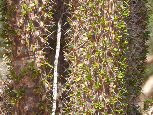 Didierea trollii, photograph 6