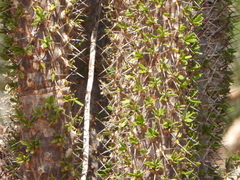 Didierea trollii, photograph (c) amantedarmanin, some rights reserved (CC BY)