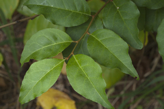 Elaeagnus multiflora
