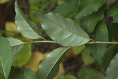 Elaeagnus multiflora