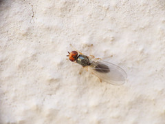 Chamaepsila