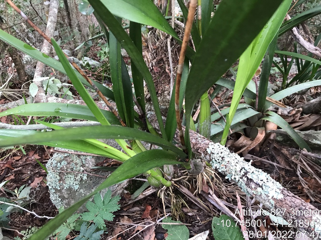 Encyclia oncidioides (Lindl.) Schltr. 4