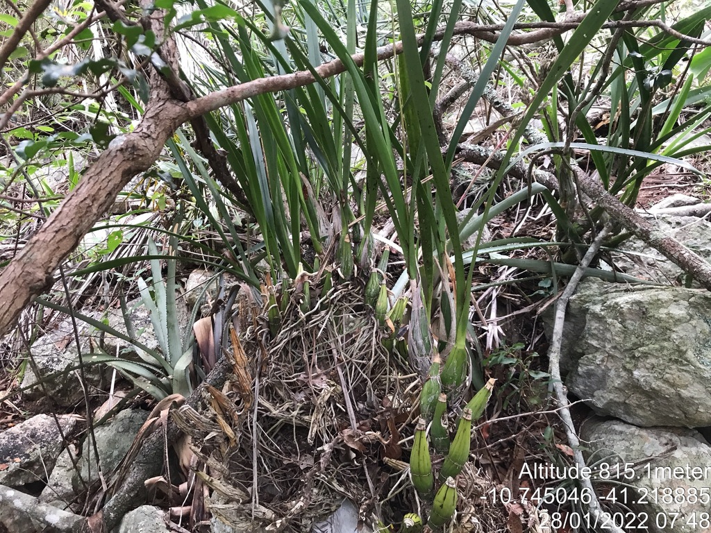 Encyclia oncidioides; photograph (c) vitordematos12, some rights reserved (CC BY-SA)