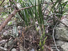 Encyclia oncidioides