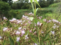 Hesperocharis paranensis