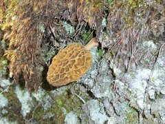 Morchella galilaea