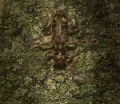 Stigmatium mastersii