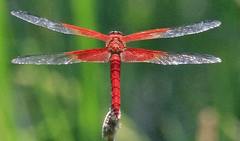 Libellula gaigei