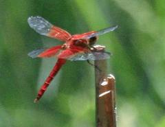 Libellula gaigei