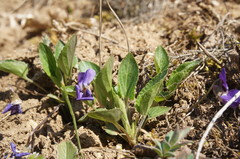 Viola ambigua