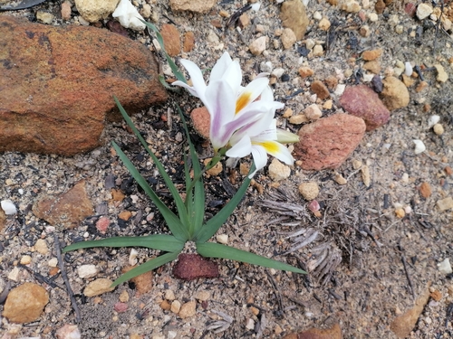 Freesia caryophyllacea, photograph 2